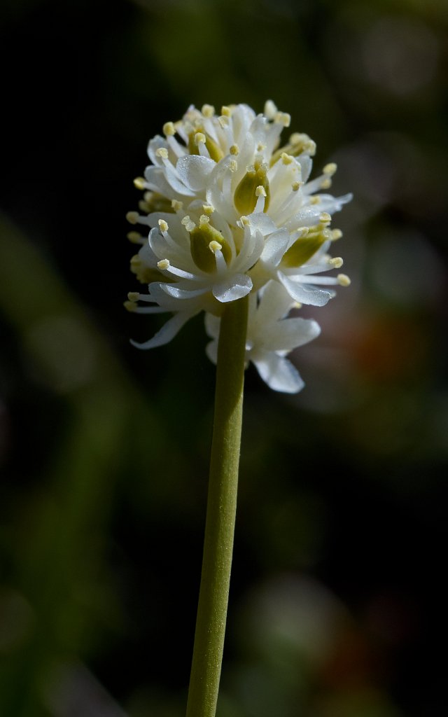 Tofieldia pusilla (Scottish Asphodel)