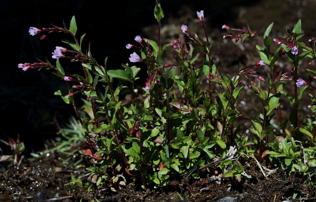 Epilobium alsinifolium (Chickweed Willowherb)