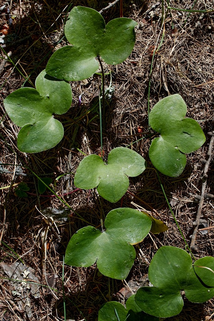 Hepatica nobilis (Liverleaf)