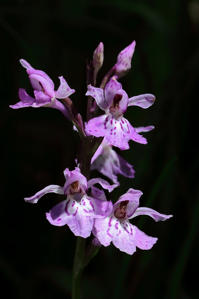 Dactylorhiza maculata ssp fuchsii (Common Spotted-orchid)