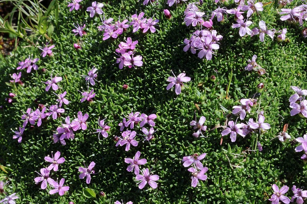 Silene exscapa (Scapeless Moss Campion)