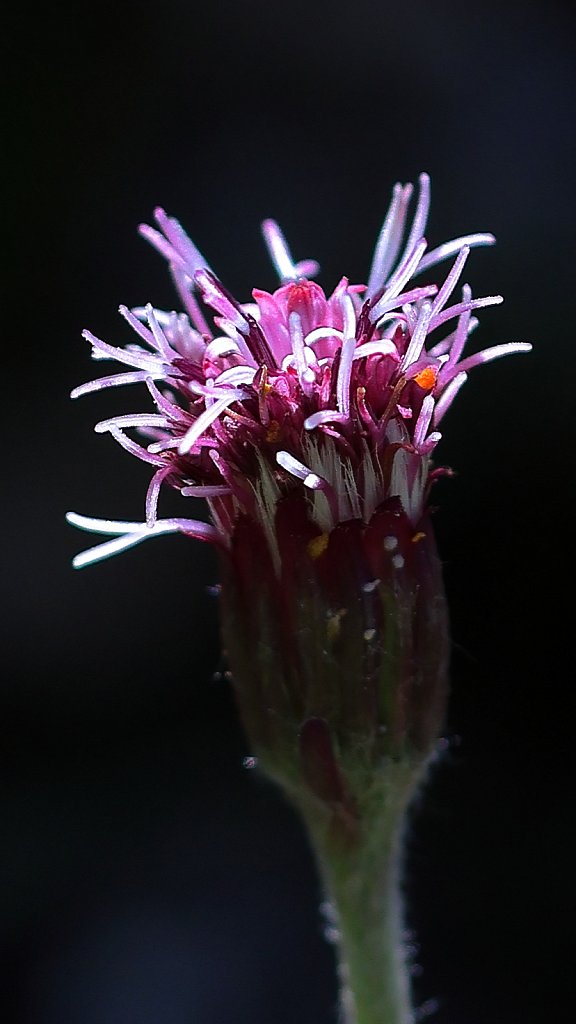 Homogyne alpina (Purple Colt's-foot)