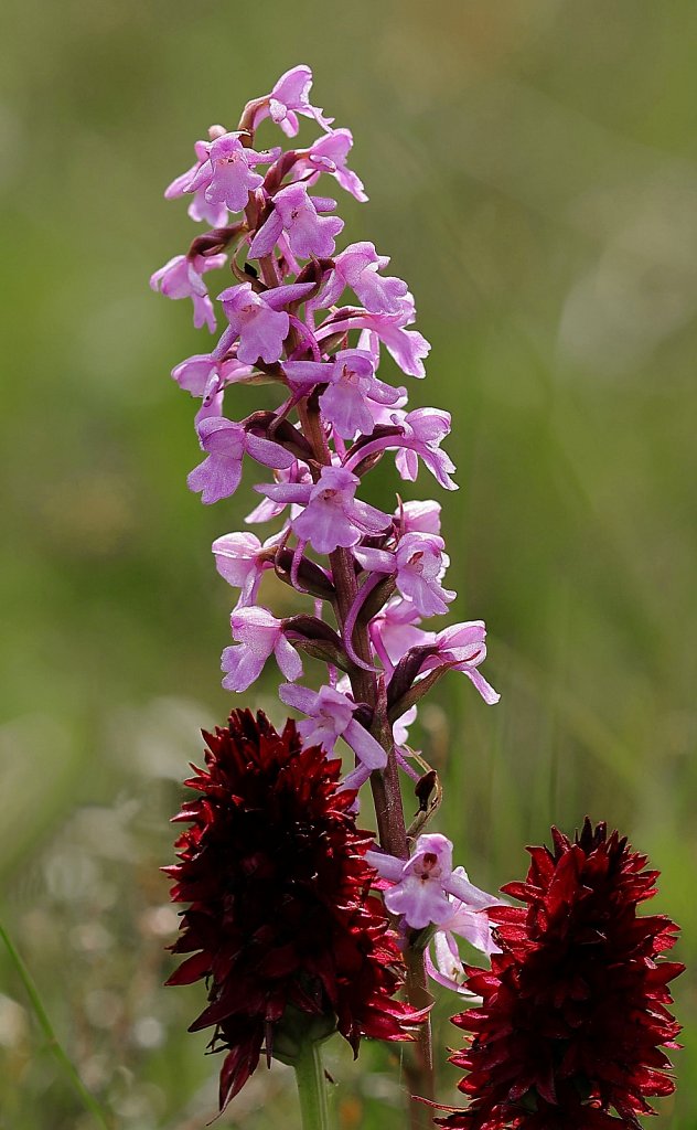 Gymnadenia conopsea (Fragrant Orchid) with Nigritella rhellicani (Black Vanilla Orchid)