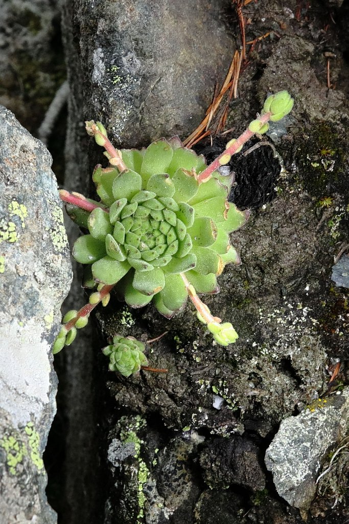 Sempervivum montanum (Mountain House-leek)