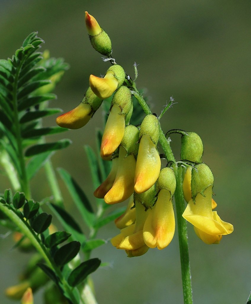 Astragalus penduliflorus (Mountain Lentil)