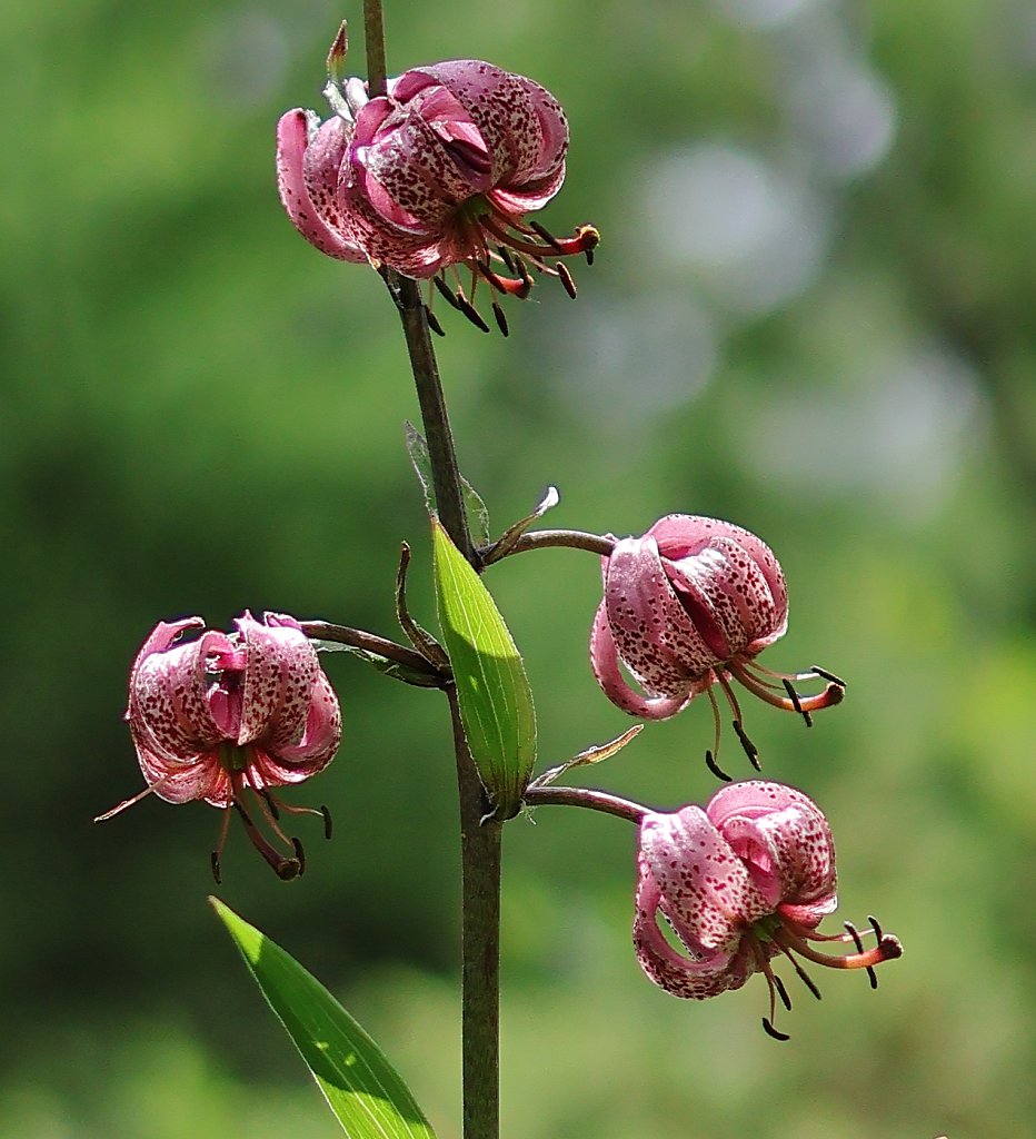 Lilium martagon(Martagon Lily)