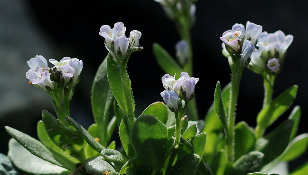 Arabis caerulea (Blue Arabis)