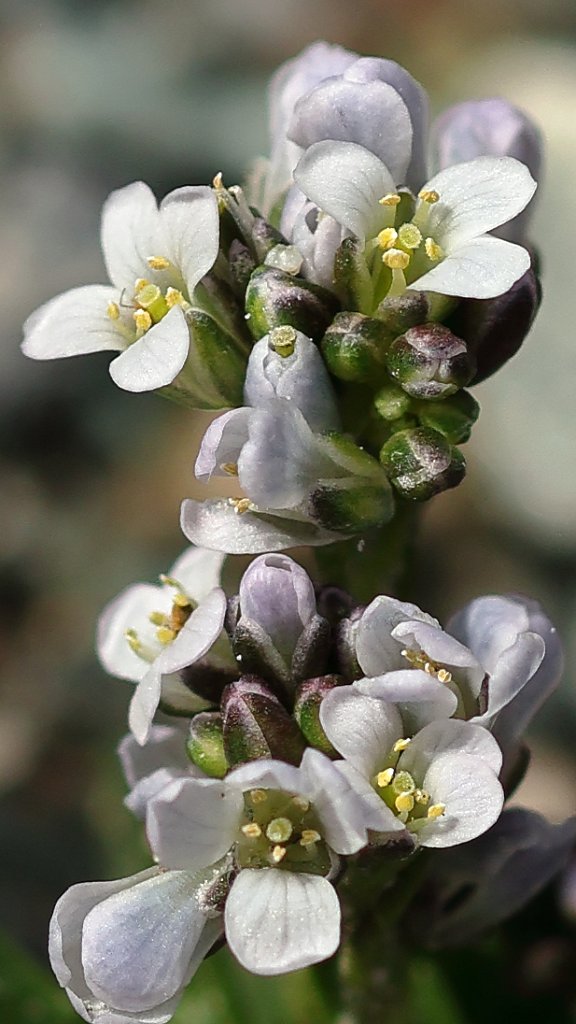 Arabis caerulea (Blue Arabis)