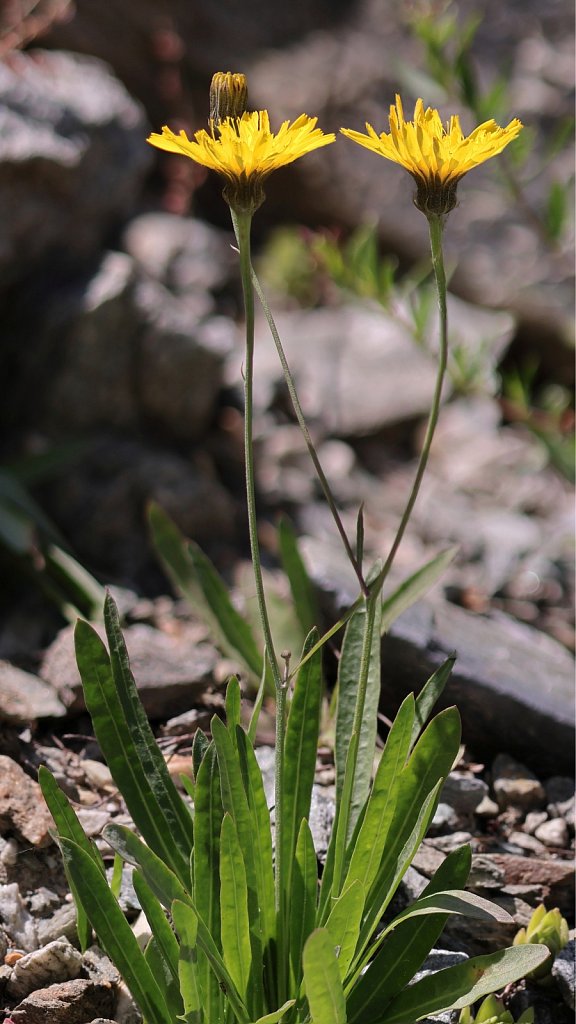 Hieracium staticifolium  (Statice-leaved Hawkweed)