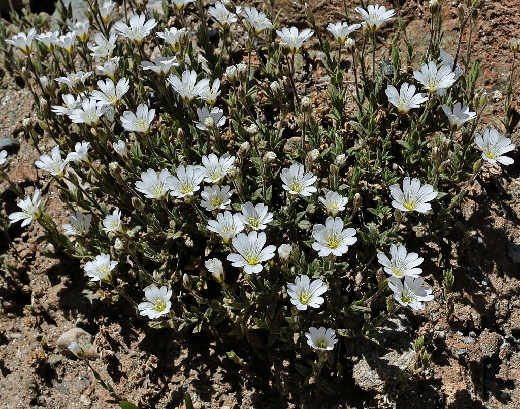 Cerastium arvense (Field Mouse-ear)