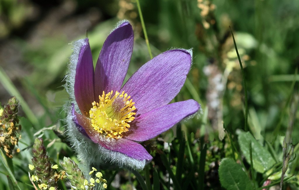 Pulsatilla halleri (Haller's Pasqueflower)