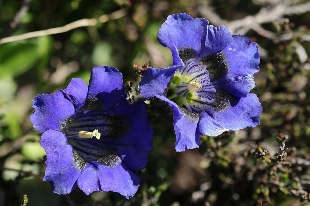 Gentiana acaulis (Koch's Gentian)