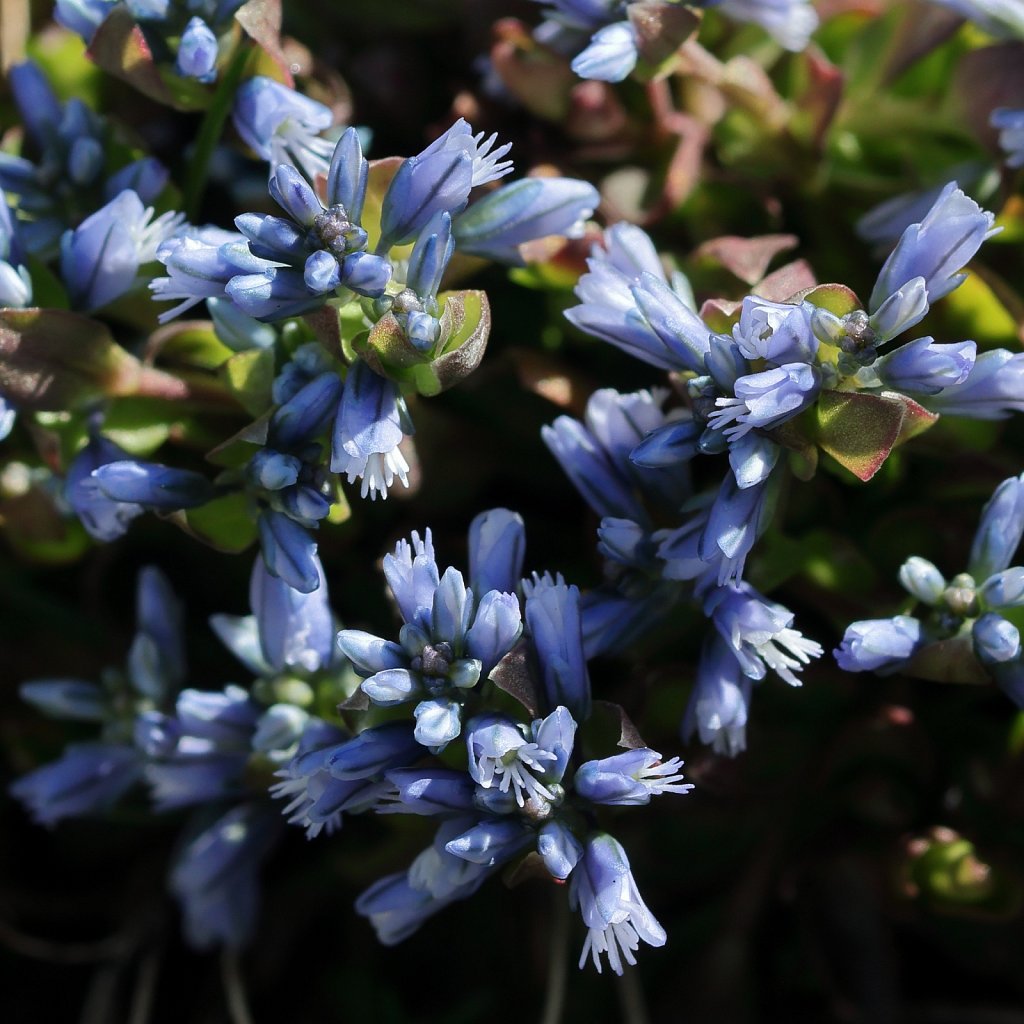 Polygala alpina (Alpine Milkwort)