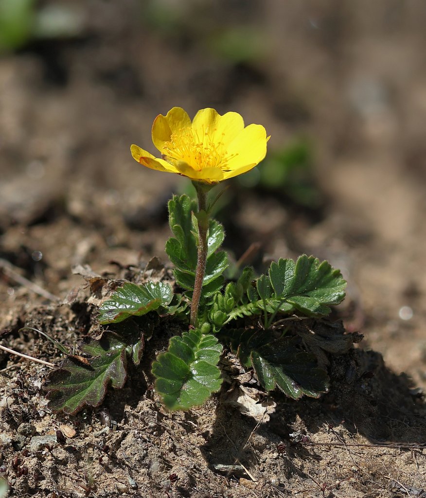 Geum montanum (Alpine Avens)