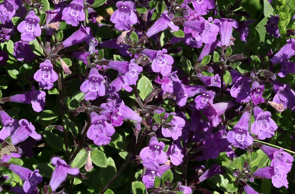 Acinos alpinus (Alpine Calamint)