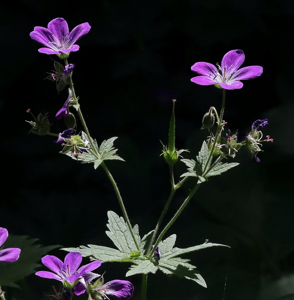 Geranium sylvaticum (Wood Crane's-bill)