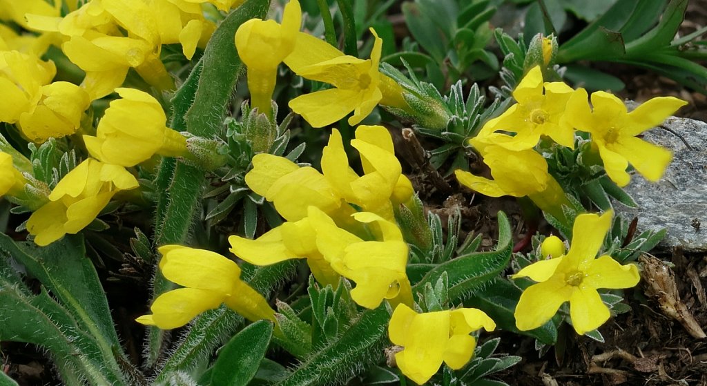 Androsace vitaliana (Yellow Rock-jasmine)