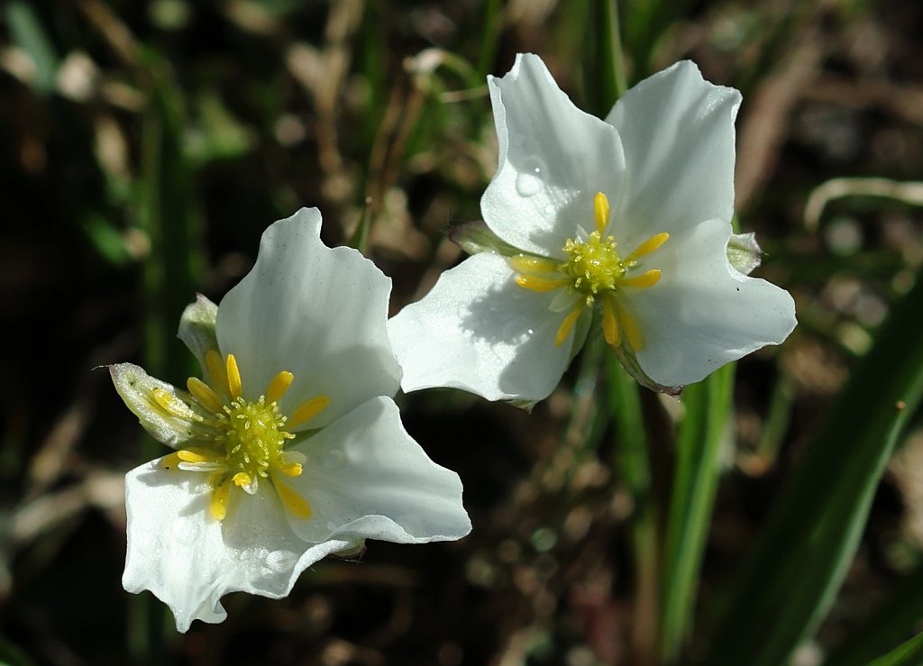 Ranunculus kuepferi (Kuepfer's Crowfoot)