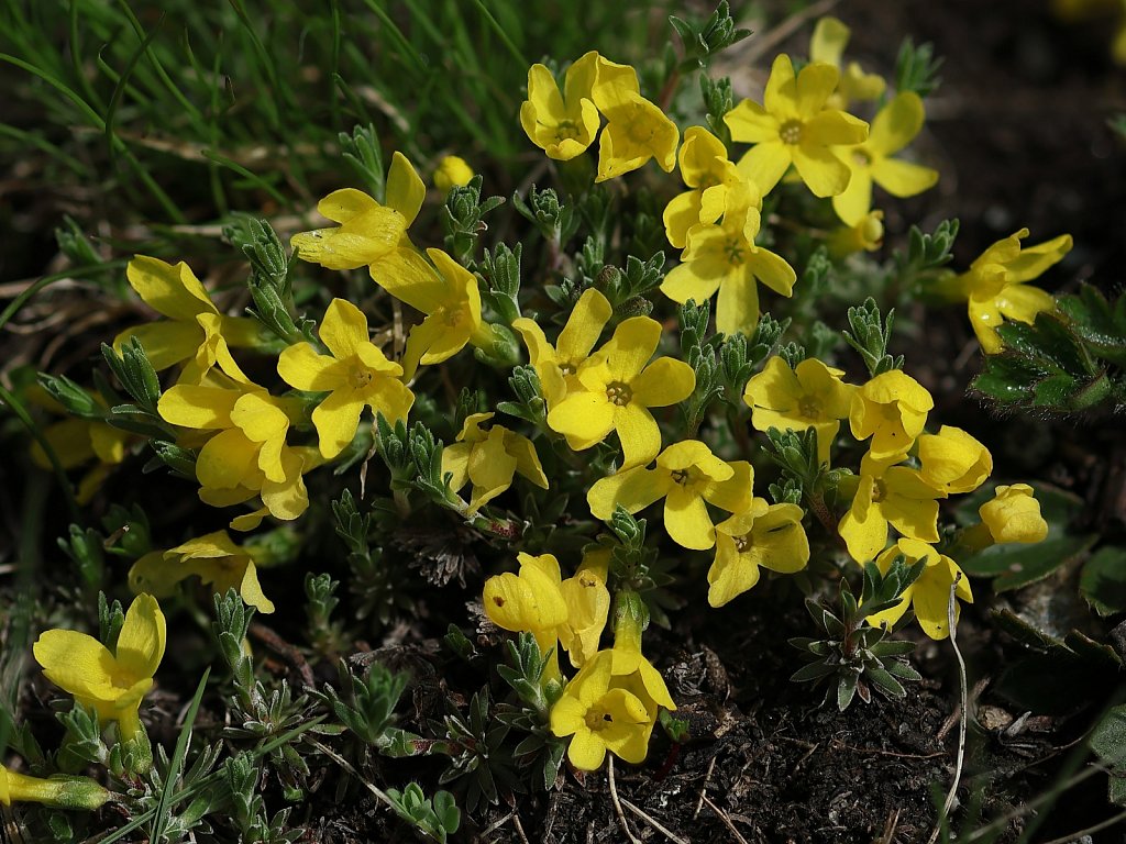 Androsace vitaliana (Yellow Rock-jasmine)