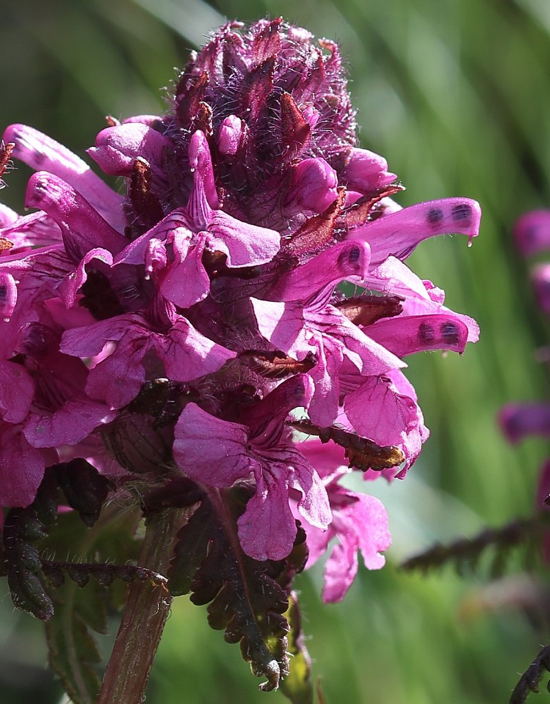 Pedicularis verticillata (Whorled Lousewort)