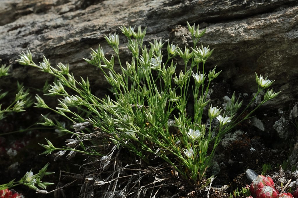 Minuartia rostrata (Changeable Sandwort)