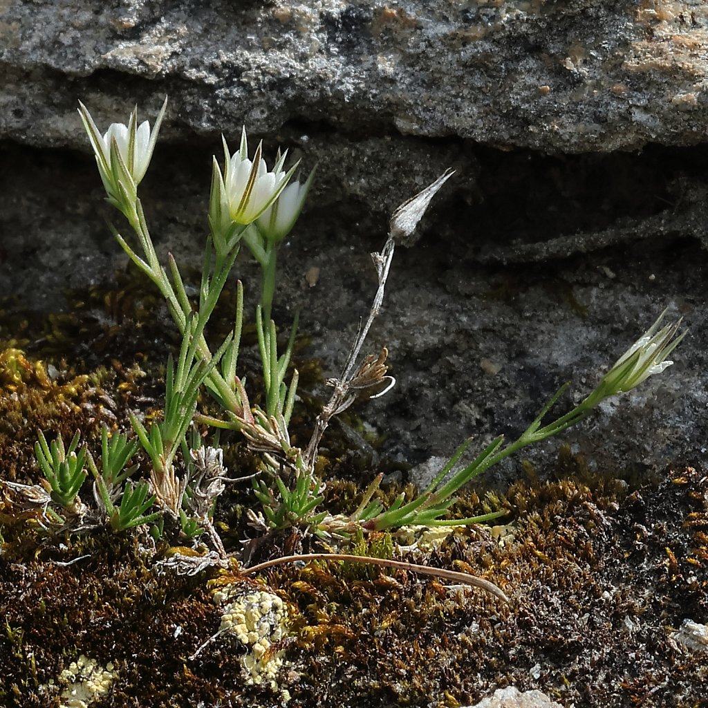 Minuartia rostrata (Changeable Sandwort)