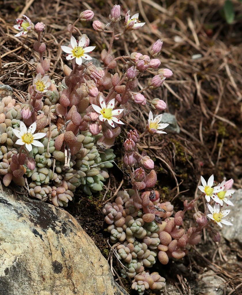 Sedum dasyphyllum (Thick-leaved Stonerop)